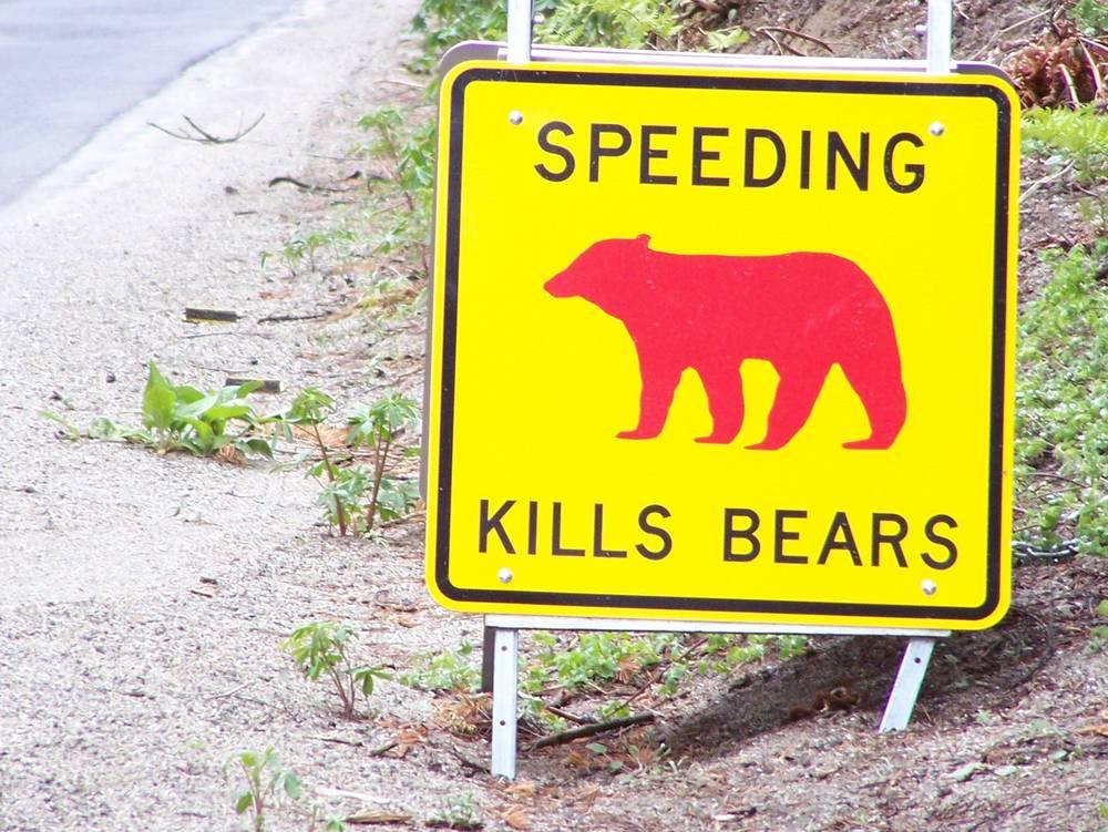 speeding kills bears